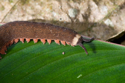 Velvet Worm, Onychophoran-2, Macroperipatus sp..jpg