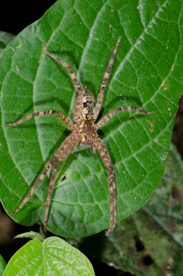 Wolf Spider.jpg