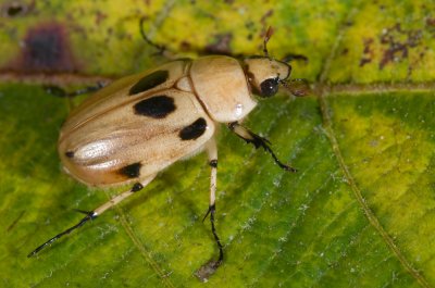 Scarab Beetle, Ancognatha vexans