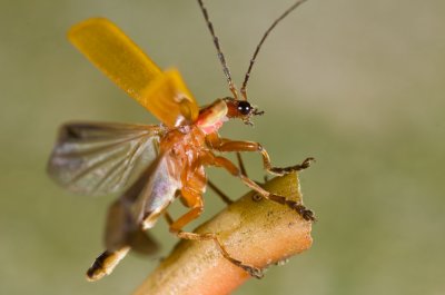 Cantharid beetle taking flight.jpg