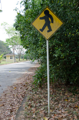 Panamanian pedestrian sign.jpg