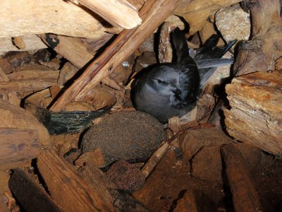 Chap. 10-27, ashy storm petrel by Laurie Harvey