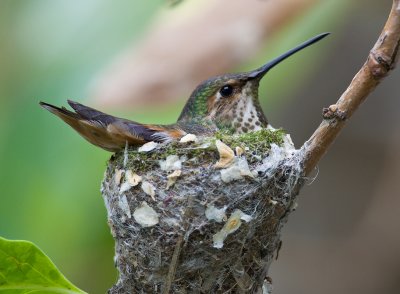 Chap. 11-28, Allen's Hummingbird