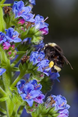 Chap. 11-6, Echium w/Bombus