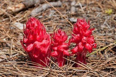 Chap. 8-18, snow plant-1