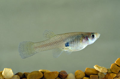 Chap. 11-21, Gambusia affinis, Western mosquitofish-1