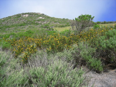 Joan's Coastal scrub Morro Bay1 May 5 09.jpg