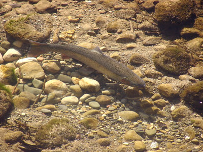 Chap 9-14, Southern California Steelhead - Mission Creek 2-16-08 c. 30 inches. Mark H.Capelli 2008a.jpg