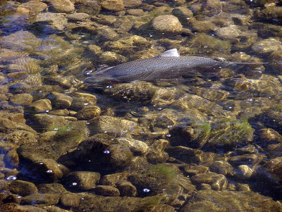 Southern California Steelhead - Mission Creek 2-21-2008. c. 30 inches. MarkH. Capelli.jpg