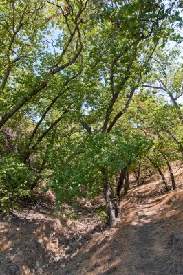 island-cherry-1.jpg