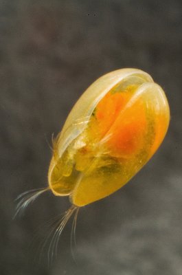 seed-shrimp-1.jpg