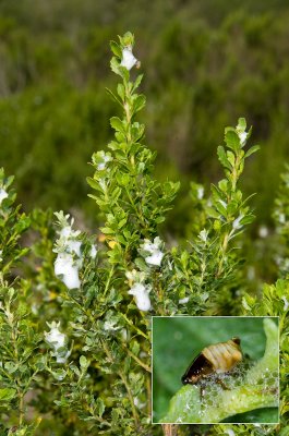 Chap. 6-29, Spittle bugs