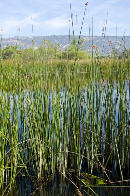 tule-reeds-2.jpg
