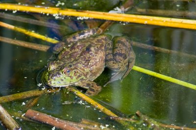 Chap. 11-20, Bull Frog