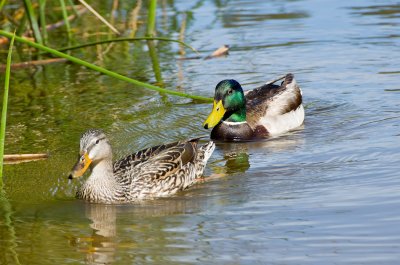 tule-reeds-5.jpg