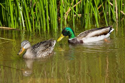 tule-reeds-6.jpg