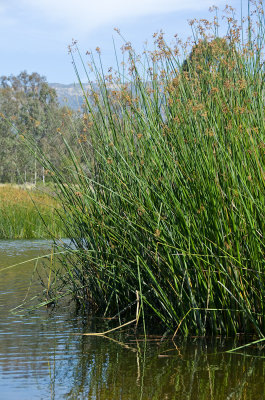 tule-reeds-7.jpg