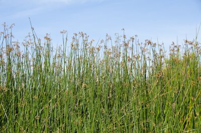 tule-reeds-9.jpg