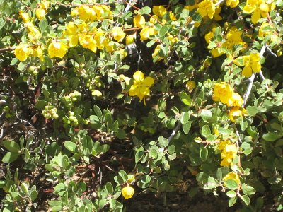 Fremontodendron californicum 1 Fremontia 6-06 by Joan.jpg