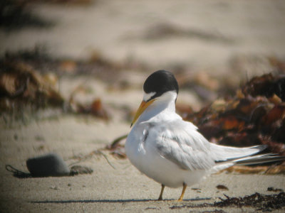 COPR CA Least Tern1 7-06 by Joan.jpg