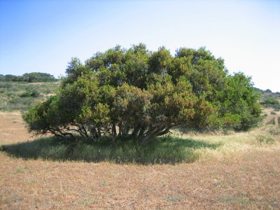 Coast Live Oak at La Purisima Mission - maritime chaparral 4-22-09 by Joan.jpg