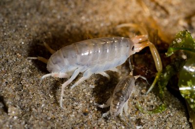 Chap. 4-29, beach-hopper-1