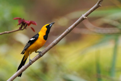 Chap. 11-26, Hooded Oriole by Bob Goodell
