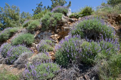 Wild-Flowers-6.jpg