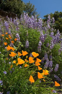 Chap. 8-14, Wild Flowers-8