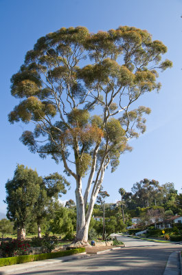 Chap. 11-8, Blue Gum