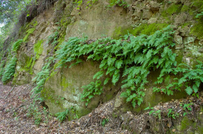 Chap. 7 Pt. I-2, California Polypody, Polypodium californicum