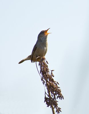 Marsh Wren.jpg