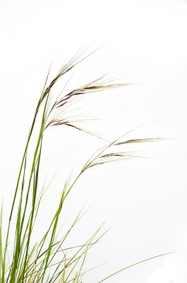 Purple Needle Grass-2.jpg
