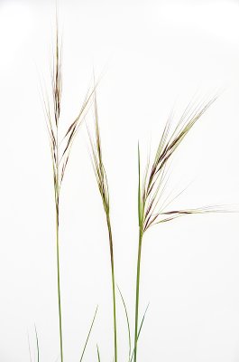 Purple Needle Grass-3.jpg