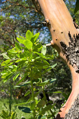 Madrone-1.jpg