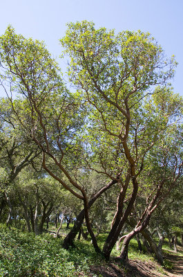 Madrone-2.jpg