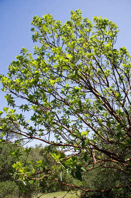 Madrone-3.jpg