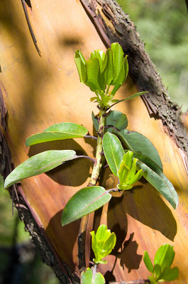 Chap. 7 Pt. I-1, Madrone-4