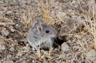 Pinyon-Mouse-1.jpg