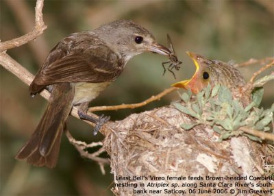 Chap. 9-12, Bells Least Vireo with cowbird nestling, photo by: