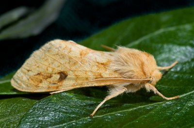Chap. 11-33, Tiger moth, Lophocampa sp.