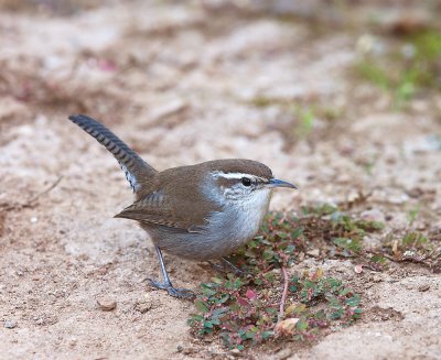 Chap. 1-21, Bewick's Wren 111206_RCG_0022.jpg by Bob Goodell