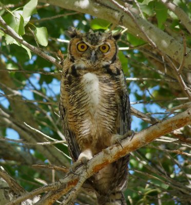 Chap. 11-30, Great Horned Owl by Peter Gaede