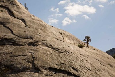 Pywiak Dome - Climber and Pine - Yosemite