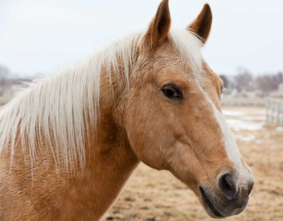 Schooner - Quarter Horse