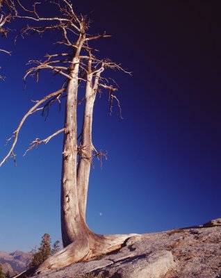 Sentinel pine - Yosemite