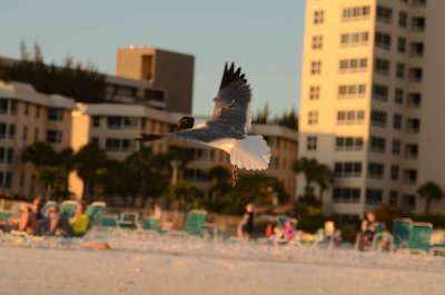 DSC_0440_01.JPG
