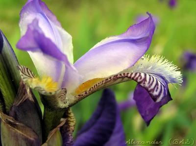 Flower in the park