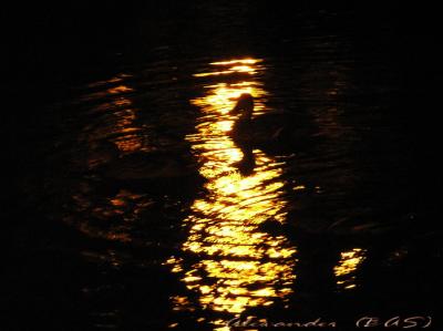 Ducks on the river canal at midnight