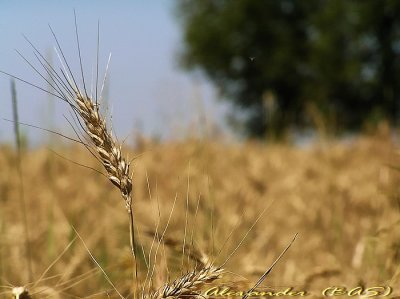 Return to the wheat field